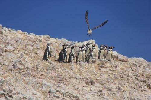 IMG 0781