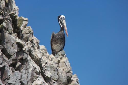 IMG 0857